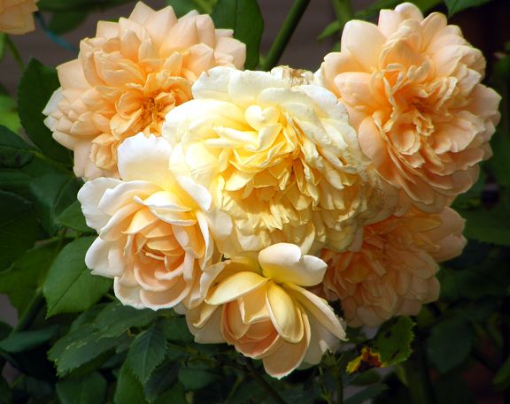 Golden Celebration photo gc2012_07260037.jpg